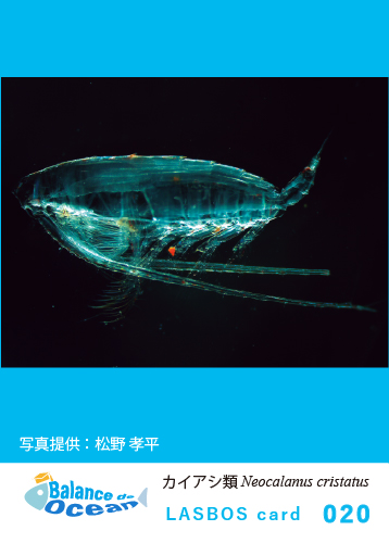 コース: LASBOS card List | LASBOS Moodle